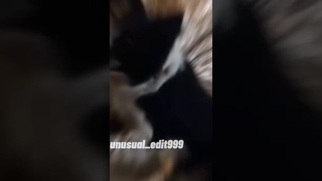 эдит(бордер колли) смотреть онлайн