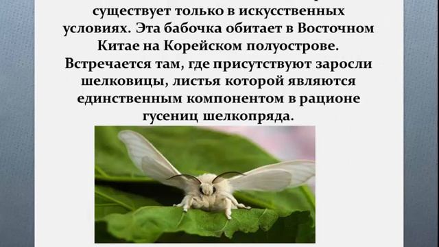 Тутовый шелкопряд. Презентация для детей. смотреть онлайн