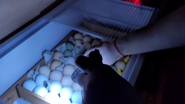 Первое овоскопирование🥚🔦 смотреть онлайн