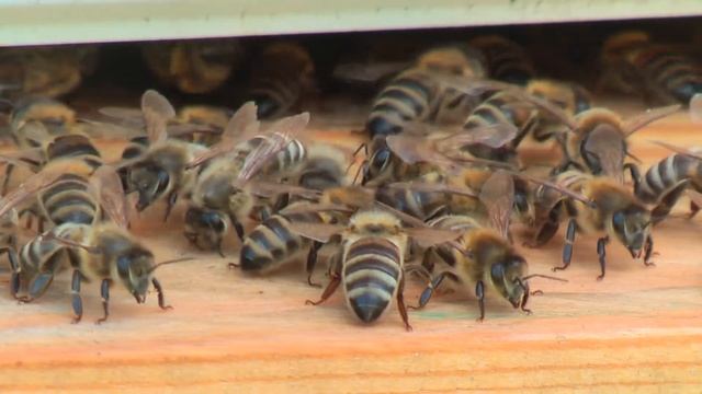 Профессор Кашковский: Пчёлы не летают на поилку. Как привлечь?