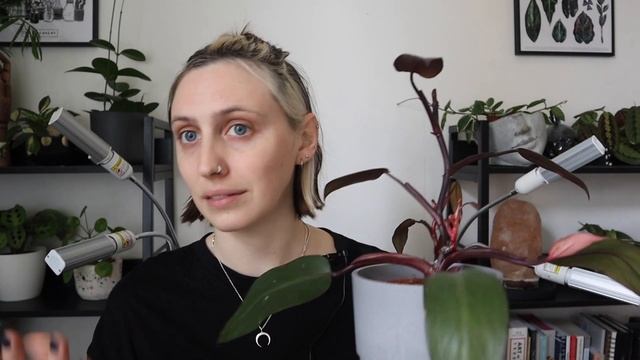 DOES KEIKI PASTE WORK ON AROIDS? | 2 Month Update смотреть онлайн