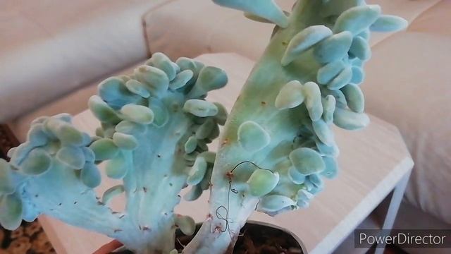Новый Суккулент! Подскажите название этого чуда)) смотреть онлайн