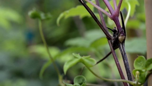 The Enchanting Clematis Pamela Jackman at WaysideGardens.com смотреть онлайн