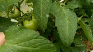 томаты- етина мать, кулема, малиновы ожаровски,(надеюсь он непересорт) неплохо завязали.