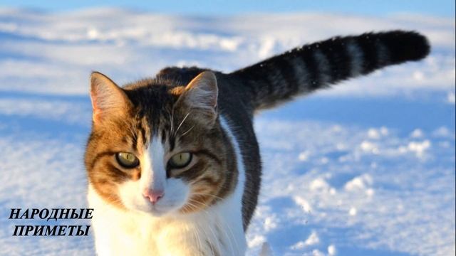 ЕРЁМИН ДЕНЬ! Простятся 7 грехов! Народные приметы 26 января. смотреть онлайн