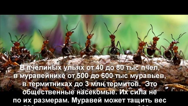 15. Класс Насекомые. Биология 7 класс Латюшин. Краткий пересказ. смотреть онлайн