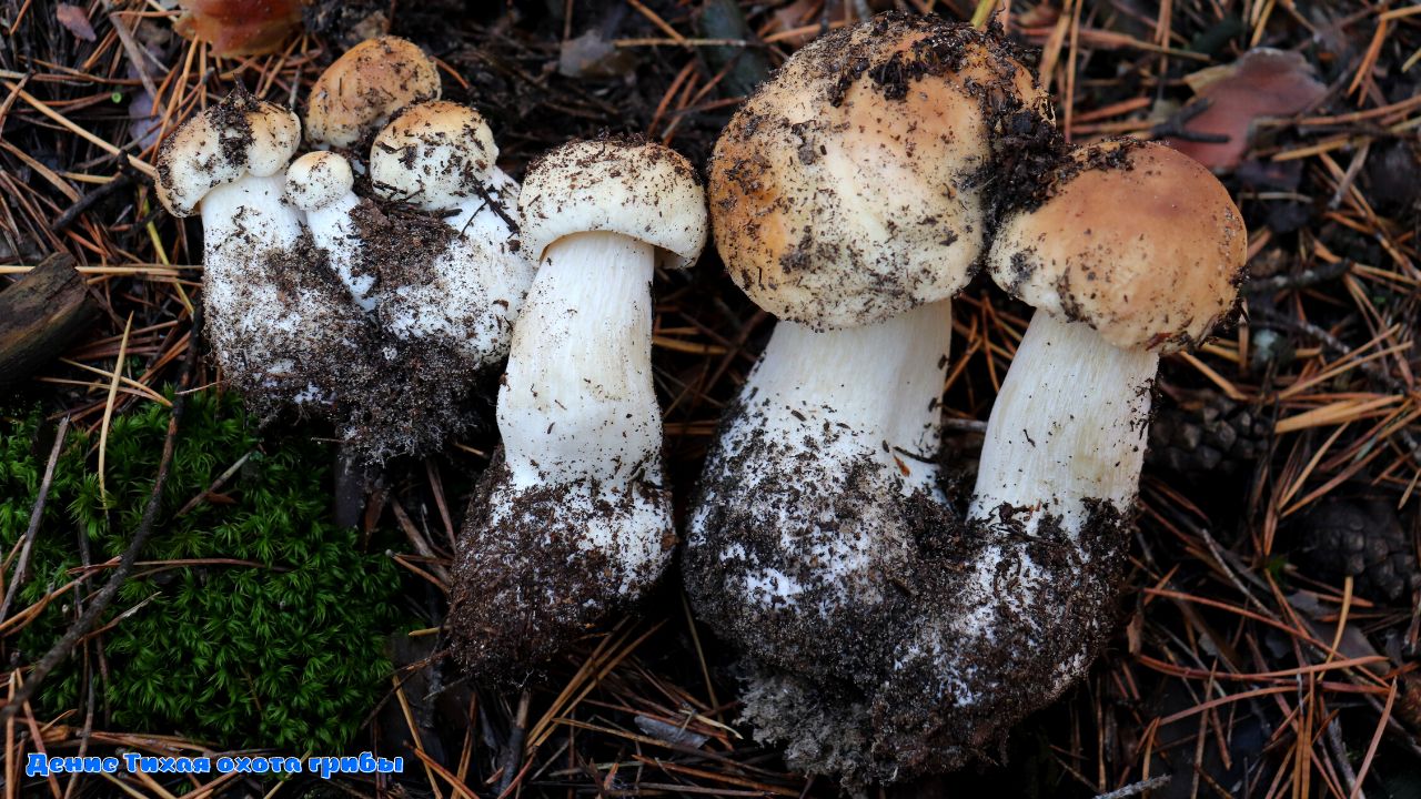 Нагрянула новая грибная волна | ГРИБЫ 2022 смотреть онлайн