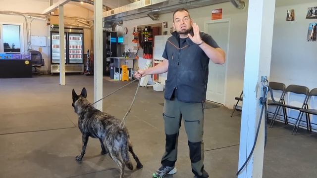 Dutch Shepherds - WORST breed for the Family? смотреть онлайн