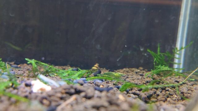Креветка Зеленый Нефрит / Green Jade Neocaridina смотреть онлайн
