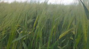 Восстанавливается!!? Канадский озимый ячмень Хамбер. Осмотр 26.05.2020