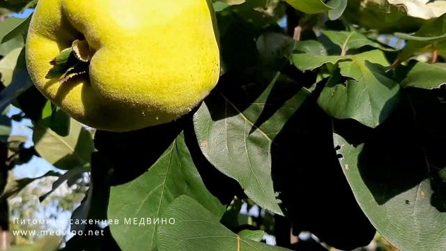 Айва польская и Николаевская смотреть онлайн