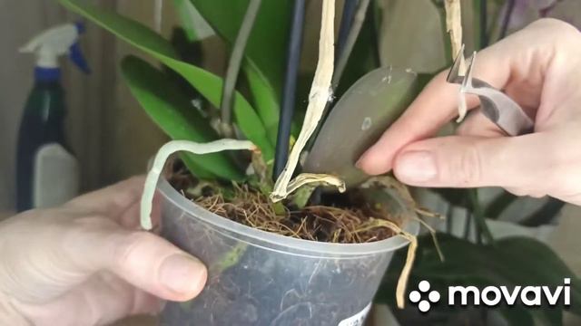 #Орхидеи#Новые_орхидеи_из_уценки🌺 смотреть онлайн