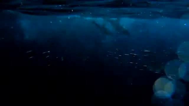 Шум моря и крики чаек с дельфинами восстанавливают нервную систему. Relax для души. смотреть онлайн