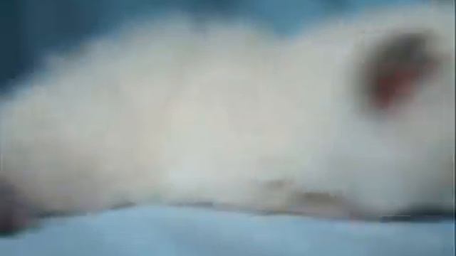 RugRunners Munchkin Jitter Bugs Kitten  Kitten Video
