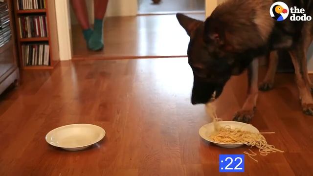 вызов немецкая овчарка против лабрадора смотреть онлайн