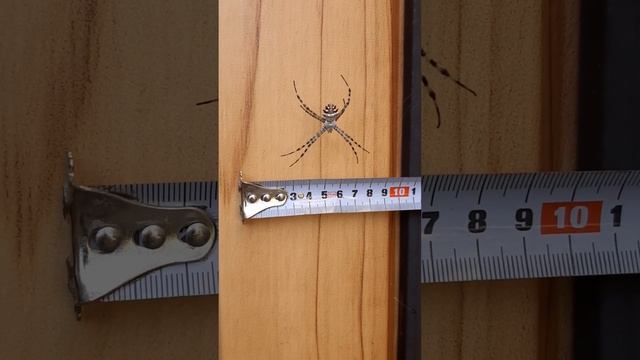 Кто знает что за паук? Анапа 15.08.2022 #2022 #паук #насекомые смотреть онлайн