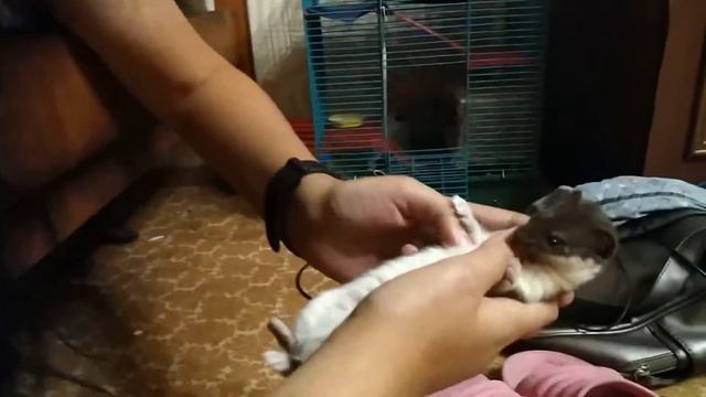 32. Инструкция: как гладить Ласку. Instruction: How To Stroking A Weasel