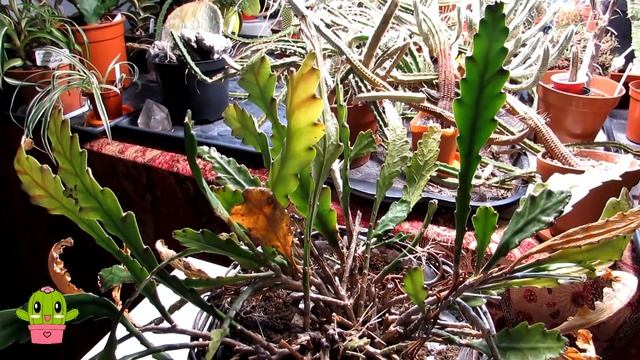 Whats wrong with my Epiphyllum 'German Empress' Cactus ? Disocactus phyllanthoides #cactus #cacti смотреть онлайн
