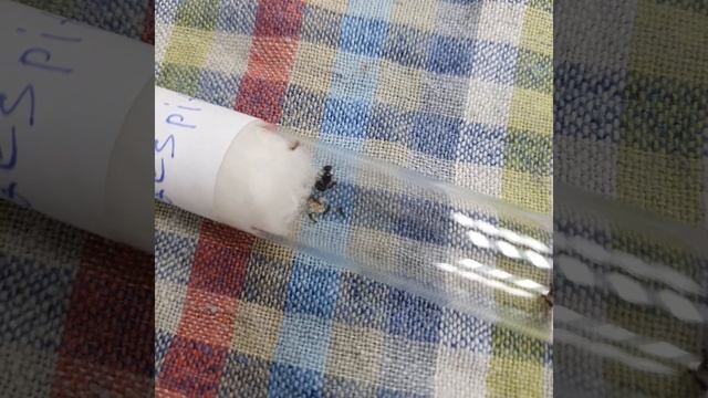 LIVE Виды муравьев в Биохобби - короткий обзор смотреть онлайн