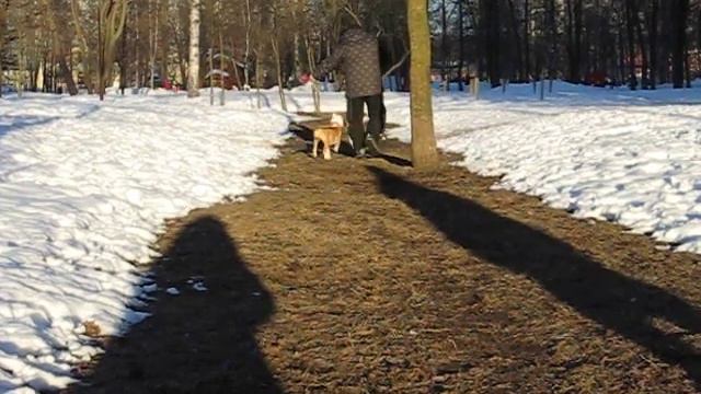 Астиларс Гранд Триумф Созвездие Стафф, почти 4 месяца смотреть онлайн