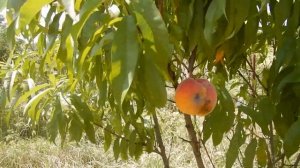 Персик Фрост, урожай 2023