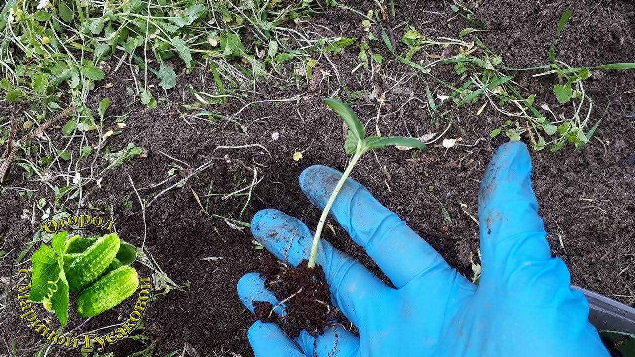 Как вырастить ОГУРЦЫ и что положить в лунку при посадке, чтобы не было основных болезней смотреть онлайн