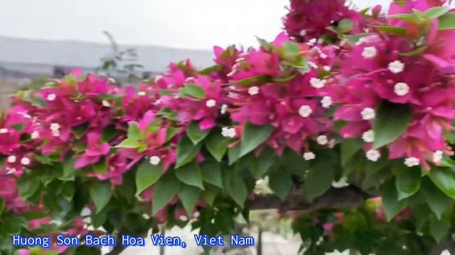 Many beautiful Bougainvillea glabra bonsai trees at Huong Son Bach Hoa Vien, Viet Nam смотреть онлайн