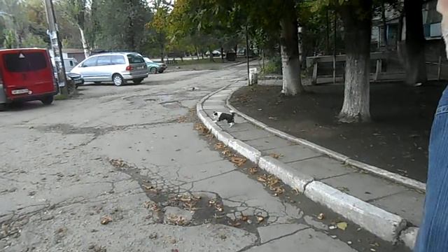 Крыса смотреть онлайн