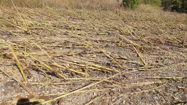 19 сентября 2020 г. Жнива соняшника закінчено: результат по полю no-till. смотреть онлайн