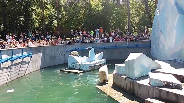 Новосибирск. Зоопарк . Шилка )) смотреть онлайн