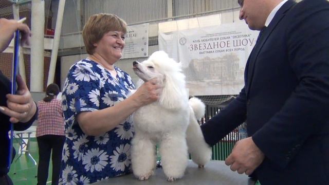 88 Моно пуделей 27.04.2019. Екатеринбург. смотреть онлайн