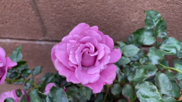 Angel Face Rose Purple Rose Blue Rose Lavender Rose #rose #davidaustinroses #davidaustin смотреть онлайн