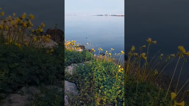 #Flowers #beautiful #nature #ocean #soung #music #природа #музыка #portugal смотреть онлайн