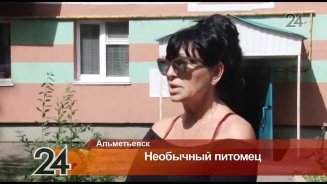 Селезень по имени Кузя поселился в городской квартире Альметьевска смотреть онлайн