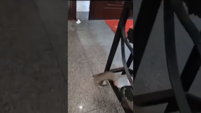 Почему без намордников! смотреть онлайн