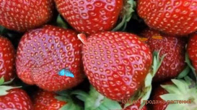 Земляника садовая Альтесс (fragaria altess) ? Альтесс обзор: как сажать, рассада земляники Альтесс смотреть онлайн
