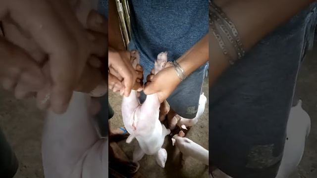 Piglet Castration