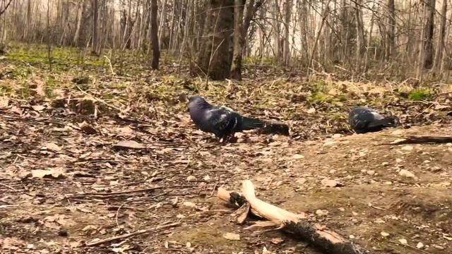 Обкатка нового самоката и отличная прогулка по парку! смотреть онлайн