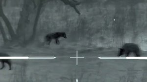 Охота с тепловизором на Кайоты | 45 Койотов