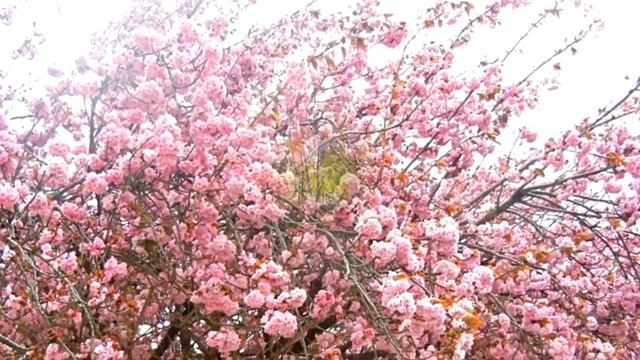 Paris. Sakura's Flowering ﻩ Париж. Цветение сакуры