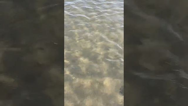 Обзор пляжа в спальном Стамбуле #турция #переездвтурцию #стамбул #пляж #русскиевтурции #отдыхнаморе смотреть онлайн