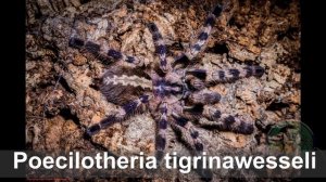 Poecilotheria metallica (Пецилотерия металлика) и другие пецилки