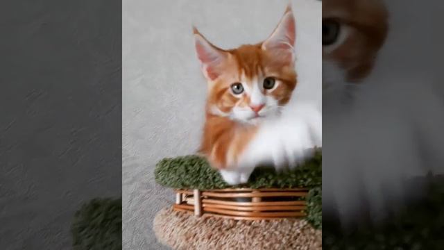 Симсон, котенок мейнкун, 2 месяца, питомник Marvelous Animals смотреть онлайн