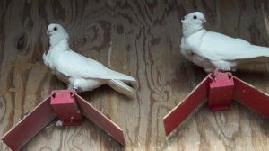 ГОЛУБИ. ЧИСТАРИ,КИТАЙСКАЯ ЧАЙКА,КРЕСТОВЫЕ МОНАХИ