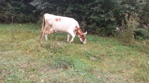 Кормление нетели за 2 месяца до отела.