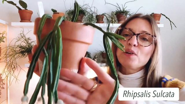 My Entire Rhipsalis Collection Jungle Cactus| Care Tips | Watering, Lighting, Humidity and more смотреть онлайн