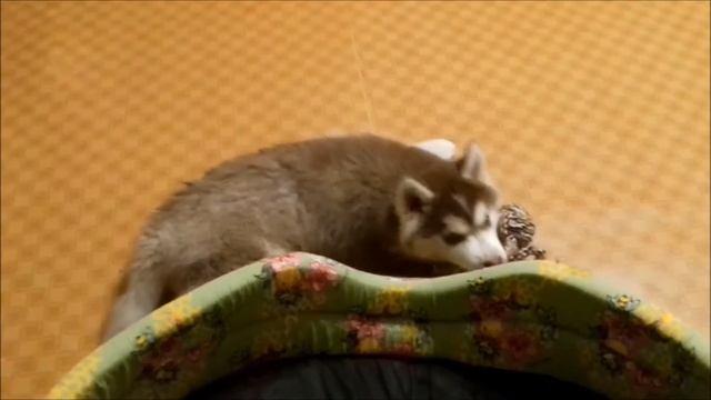 У Рэя режутся зубки | Husky Dog смотреть онлайн