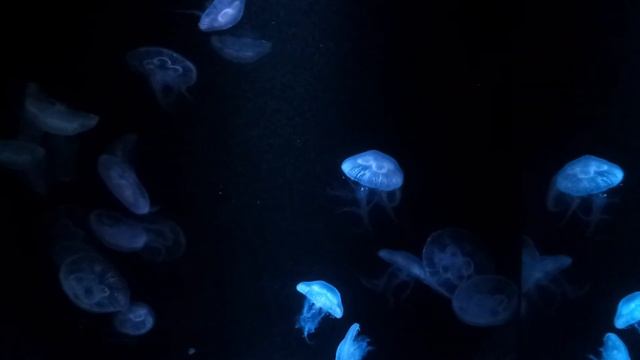 В зоопарке Вены. смотреть онлайн