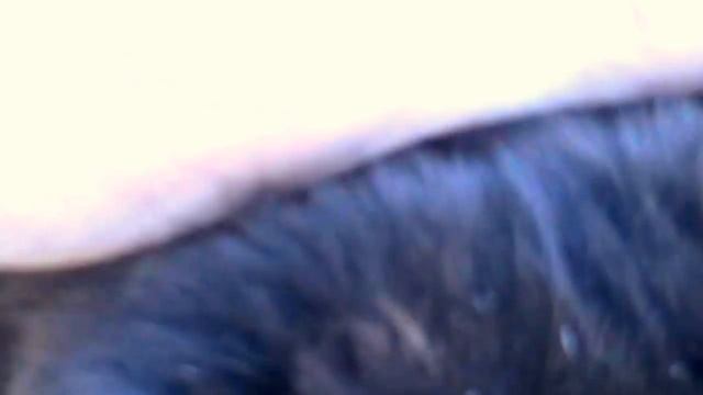 2017_05_11_КОТЫ ПОРОДЫ СТОРОЖЕВЫЕ ПЛАСТУНСКИЕ.mp4 смотреть онлайн