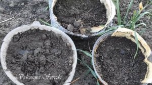 Посадка ГЛАДИОЛУСОВ Букетным способом. Ну, очень удачный и красивый метод